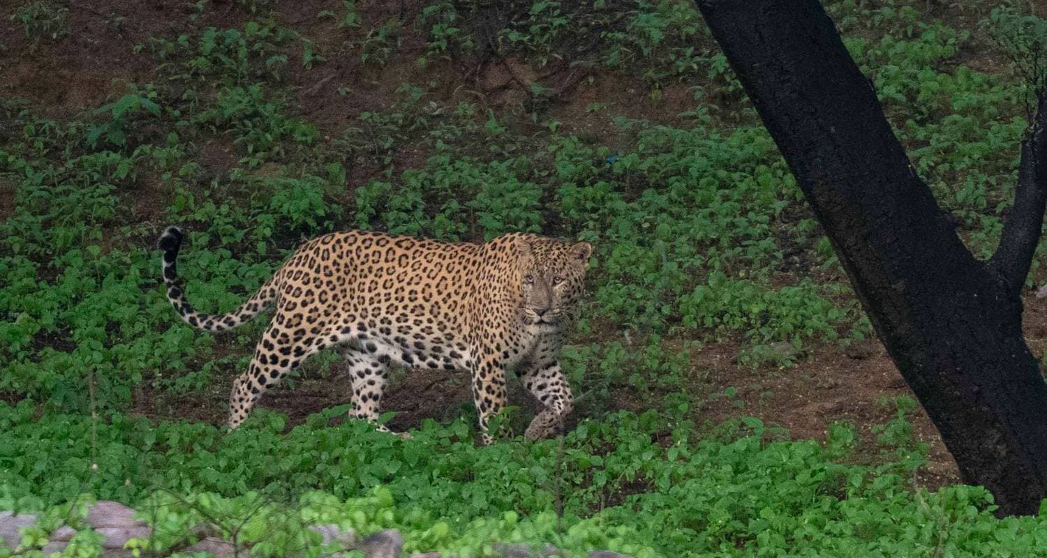 Wildlife Special 7 Days Private Luxury Golden Triangle Tour with Ranthambore & Jhalana Safari — photo 2