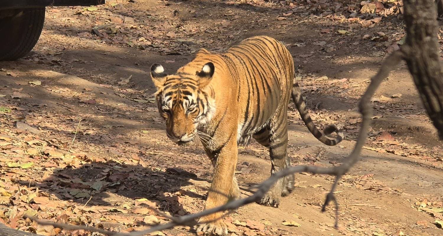Private Luxury Golden Triangle Tour with Tiger & Leopard Safari & keoladeo national Bird Santuary Park