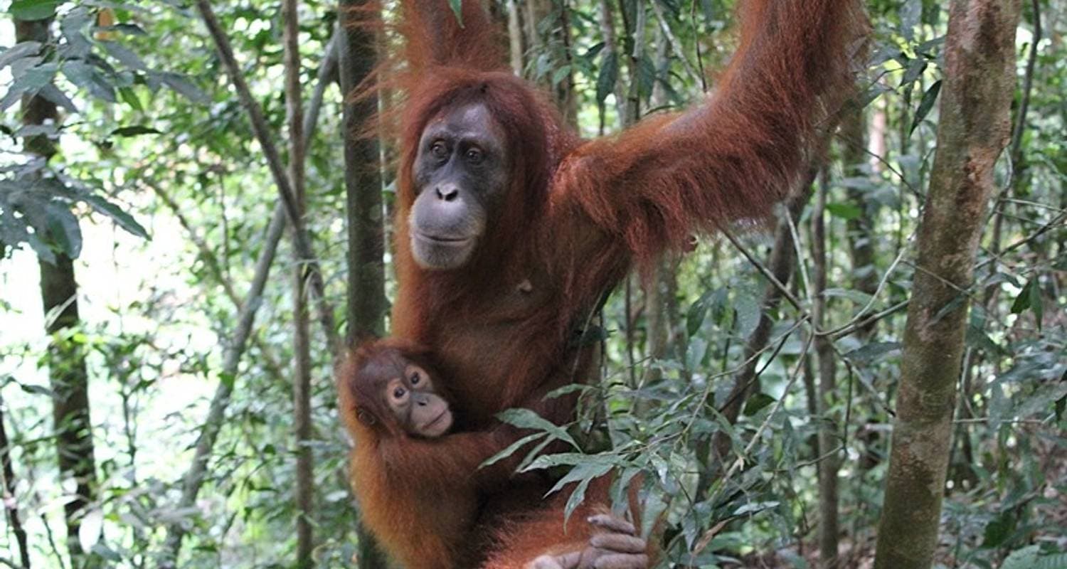 Borneo Wildlife Discoverer