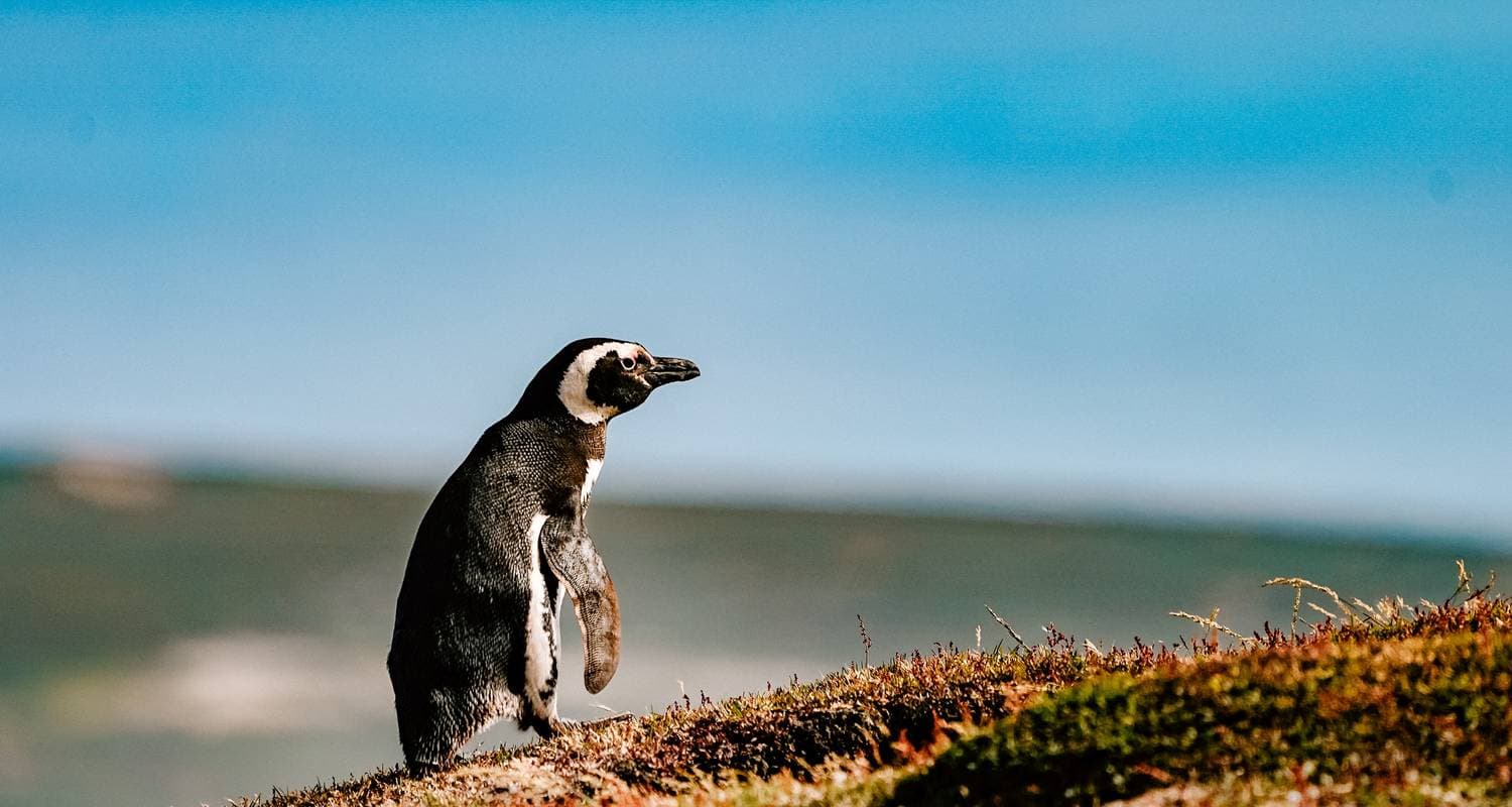 Extended Falklands, South Georgia & Antarctica (Ocean Nova)