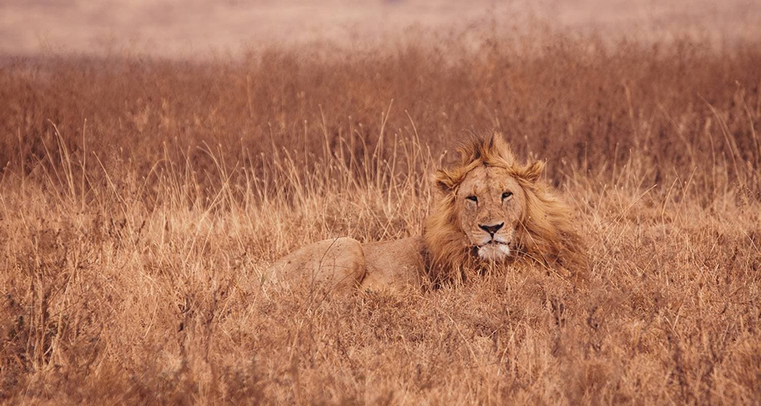 Serengeti Trail — photo 3