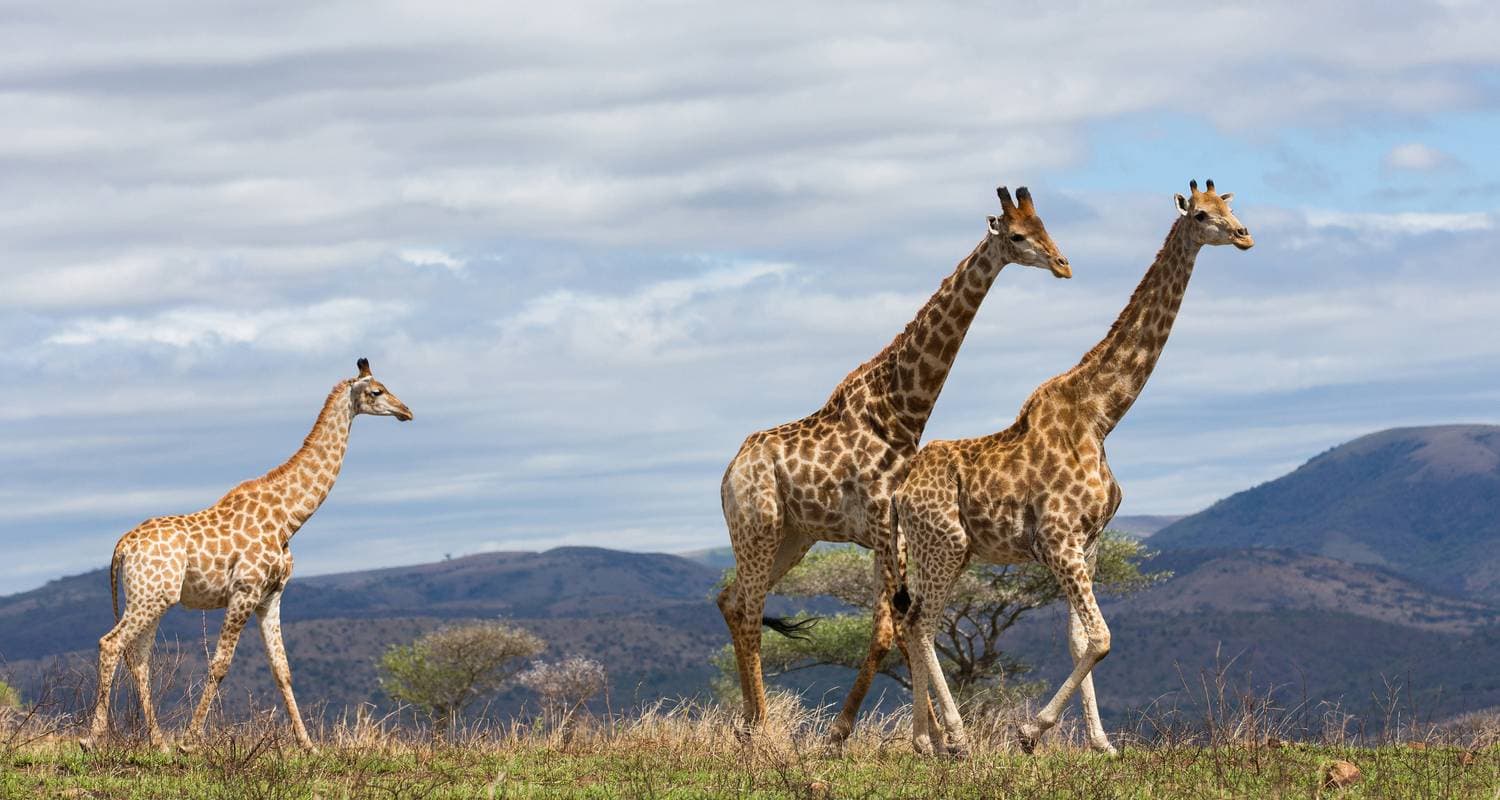Serengeti Trail — photo 2