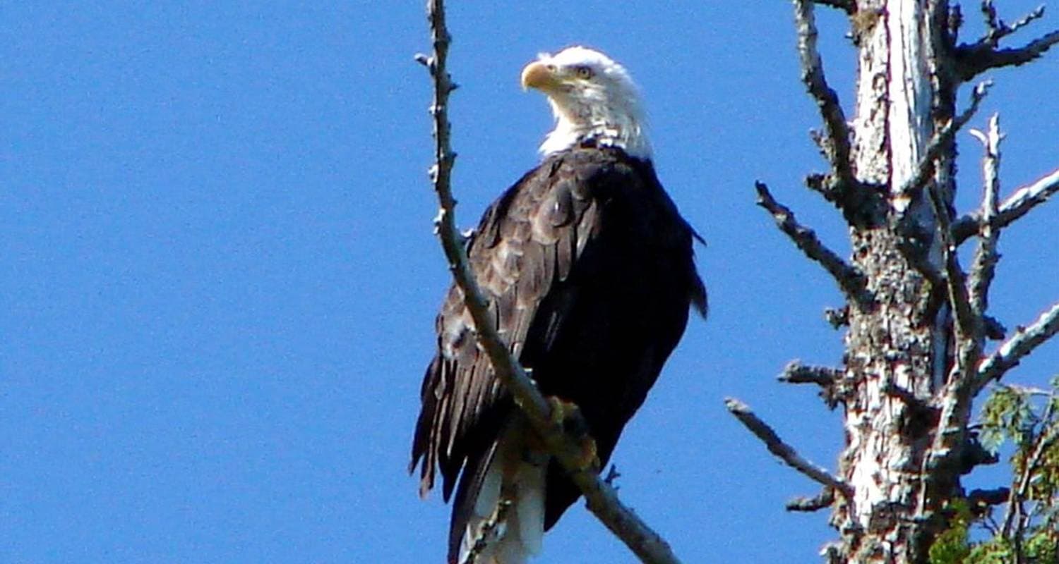 Vancouver Island Explorer