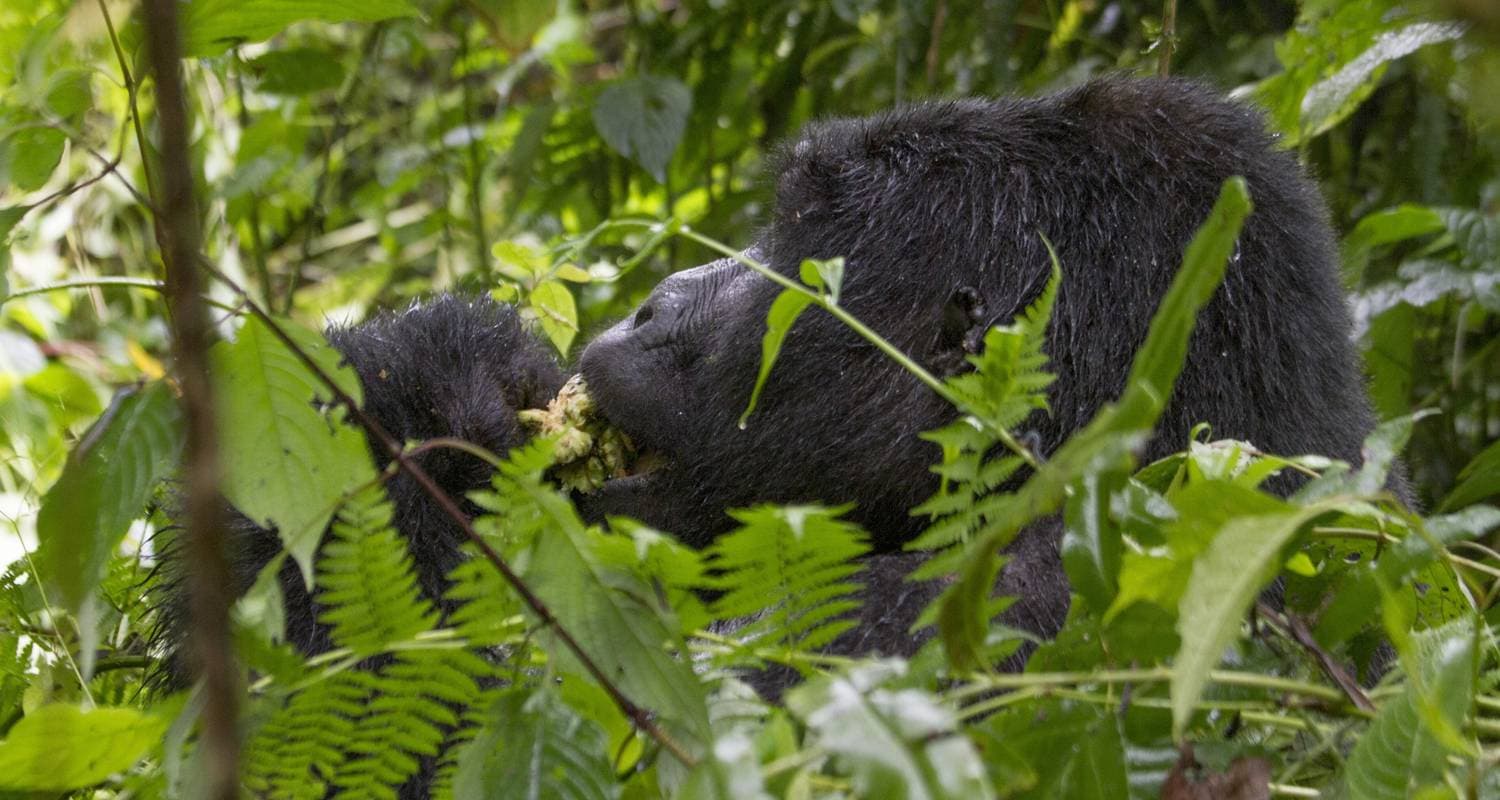 Uganda Overland: Gorillas & Chimps — photo 3