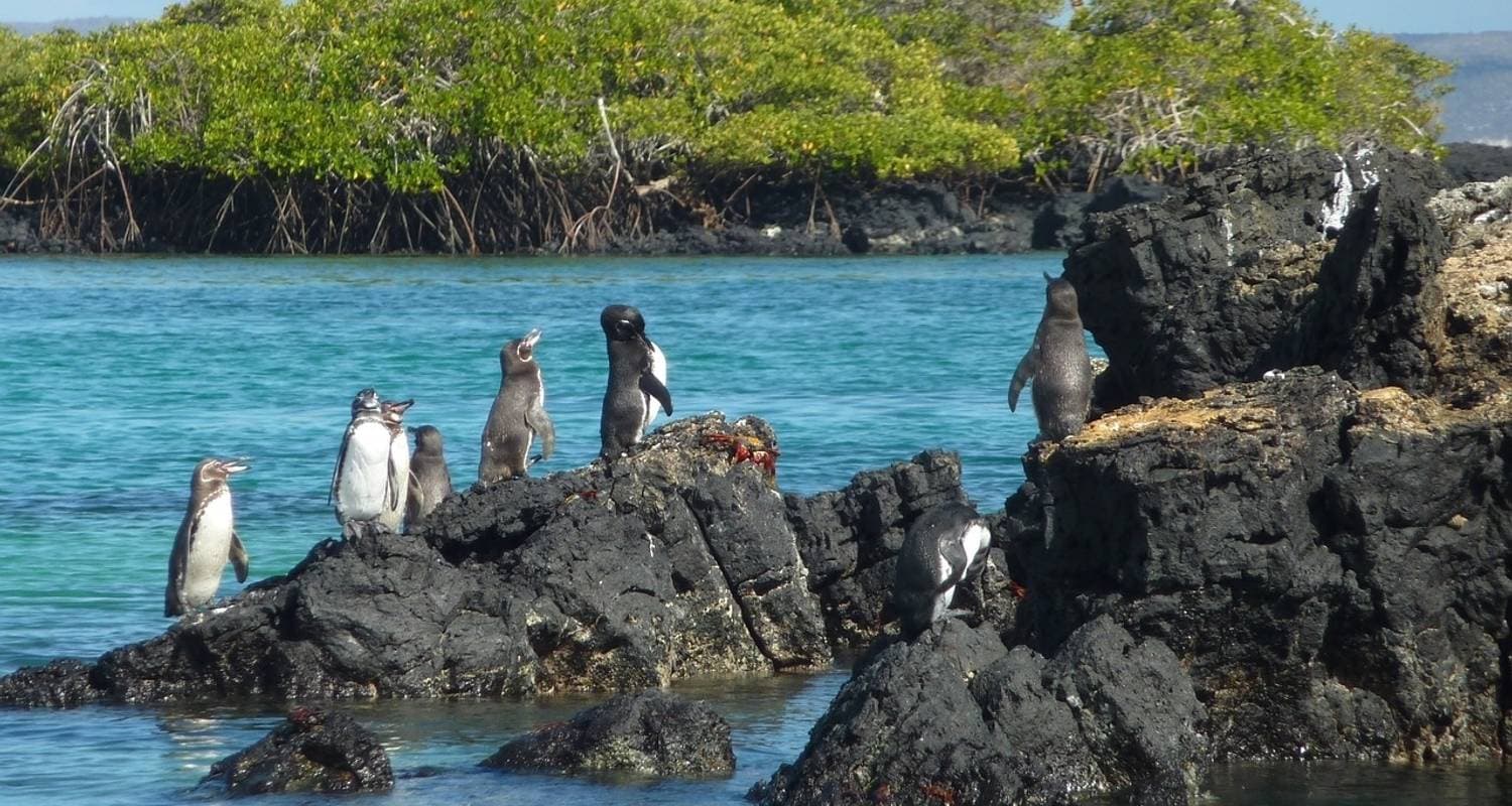 Galapagos Adventure: Northern Islands (Grand Daphne) — photo 3