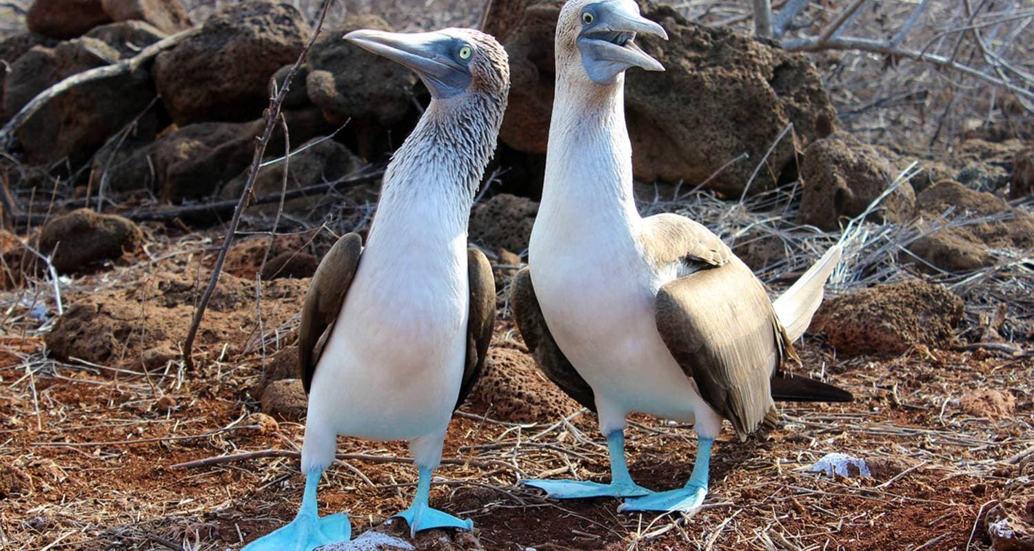 Ultimate Galapagos: Central Islands (Grand Daphne)