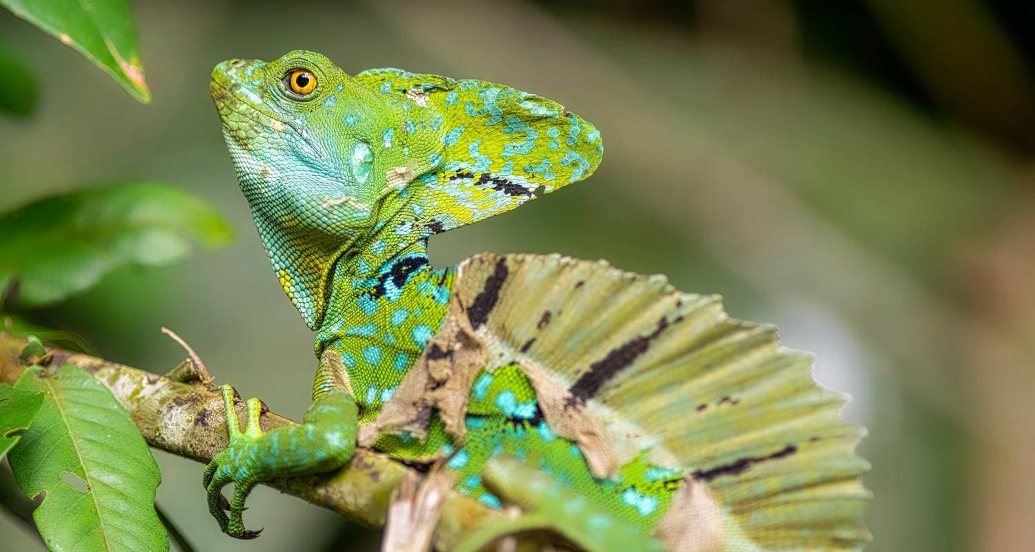 Tortuguero National Park Adventure