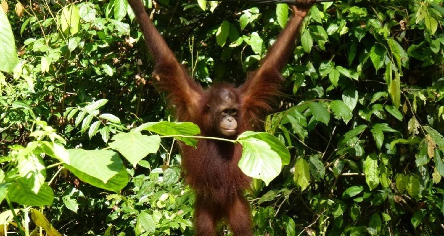 Sandakan Orangutan Experience
