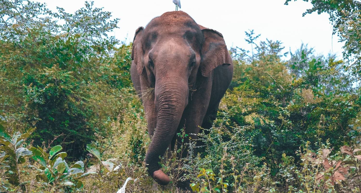 Wild About Sri Lanka