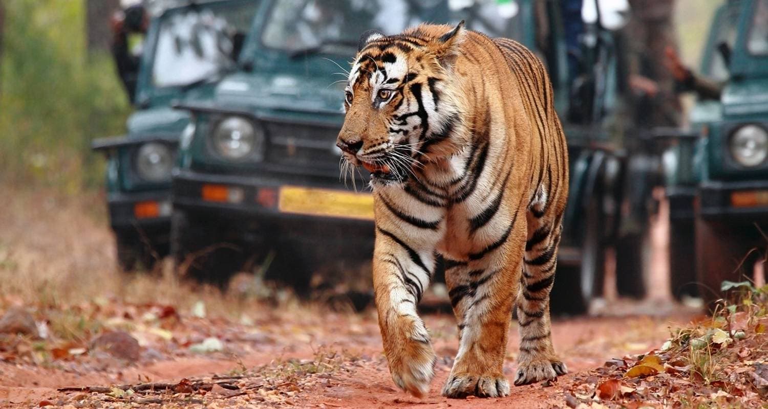 Golden Triangle India Tour with Udaipur & Wildlife Safari