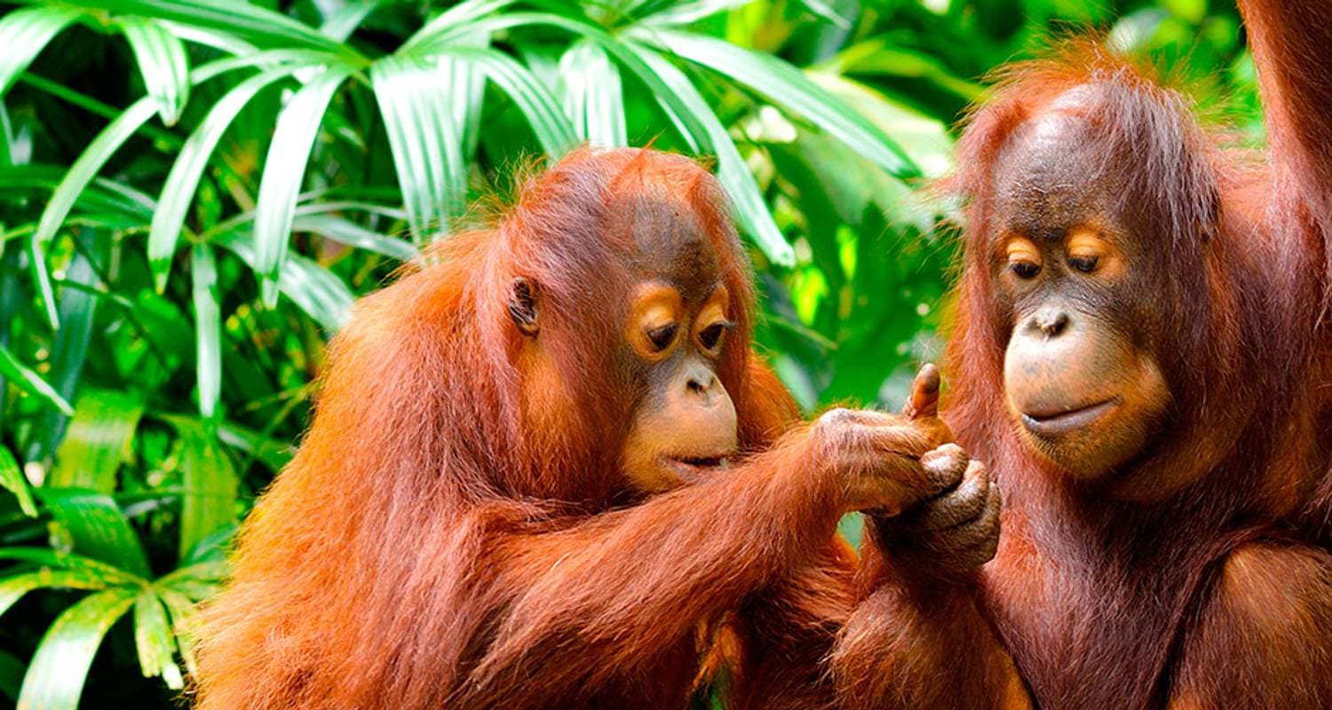 Borneo Family Holiday Comfort