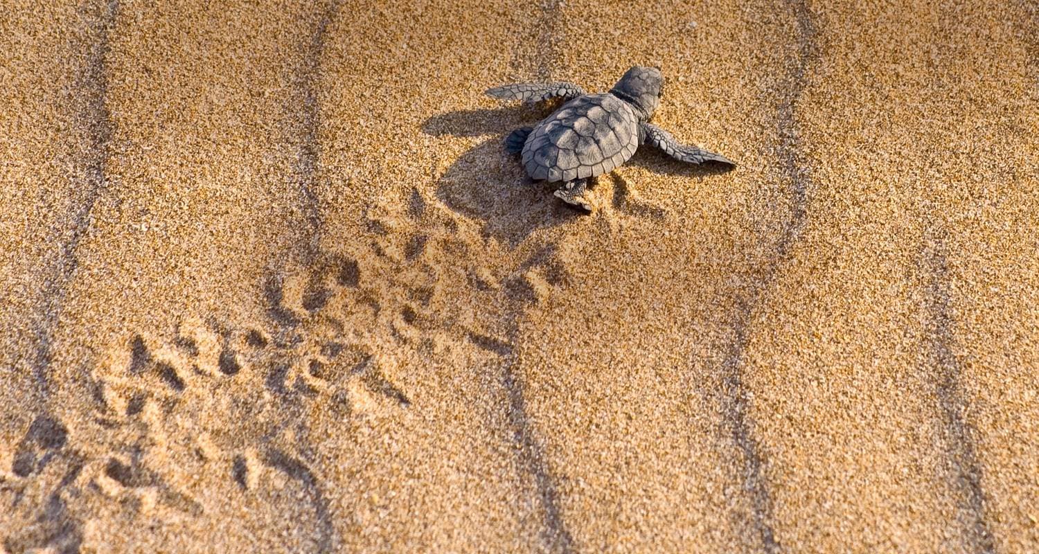 Tortuguero National Park 4-Day Adventure