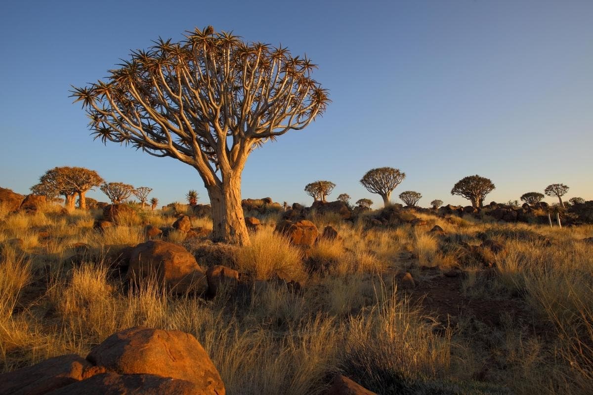 Quiver Tree Forest (Kokerboomwoud)