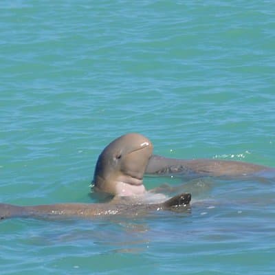 Snubfin Dolphin Eco Cruise from Broome