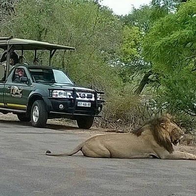 Open Vehical Safari in Kruger National Park Half Day