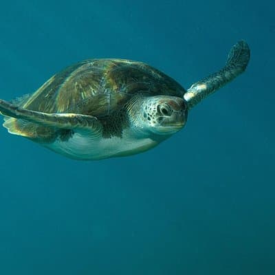 RECREATIONAL DIVE (certified divers only) : Explore Canarian Sealife