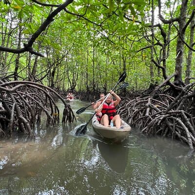 Half-Day Mangrove Kayaking in Langkawi