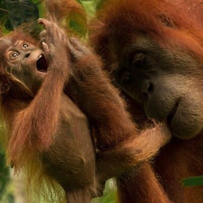 3-DAYS Ethical Jungle Trekking (ORANG UTAN) & Rafting