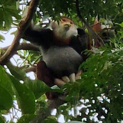 Endangered Monkeys Watching - Red Shanked Douc Langurs