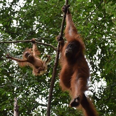 Wonderful 2Days 1Night Bukit Lawang Jungle Trekking Free Rafting