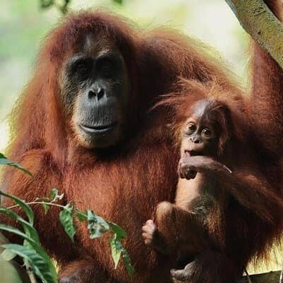 3 Days Orangutan Sumatra Jungle Trekking with Rafting