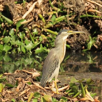 Bird watching in Bogota wetlands with Bakata Bird
