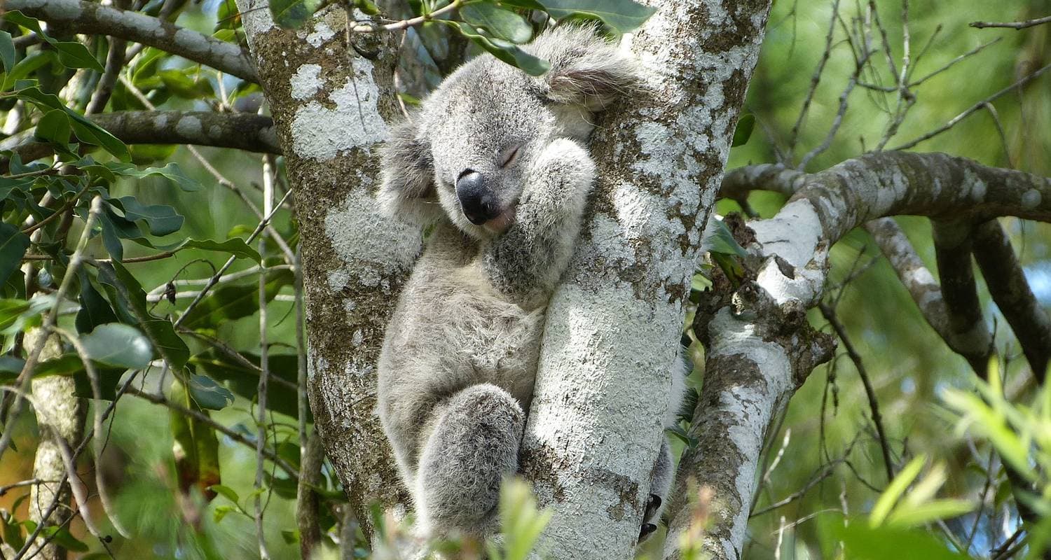 Sydney to Brisbane Adventure (10 destinations)