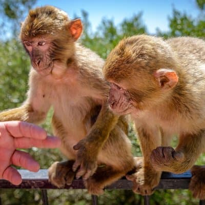 Gibraltar Inside Out Extended Tour 2.30hrs