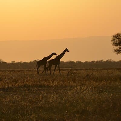 4 Days Tanzania Lodge Safari With Two Nights at Serengeti