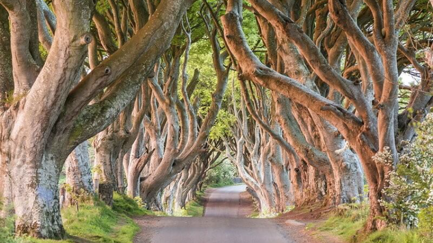 Dark-Hedges-Northern-Ireland