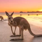 Kangaroos on a beach at sunset
