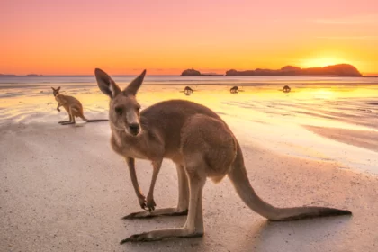 Kangaroos on a beach at sunset