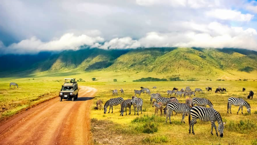 A safari tour in Africa passing by a heard of zebras