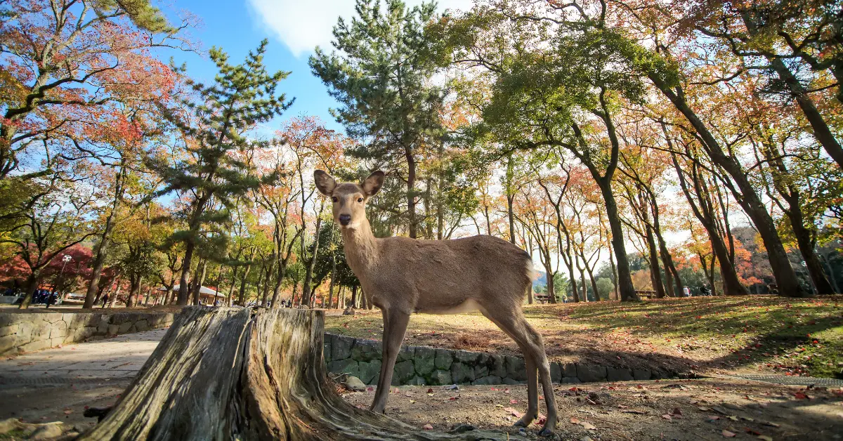 A curious deer stands amidst the autumnal beauty of Nara Park, Japan, with vibrant foliage in the background.