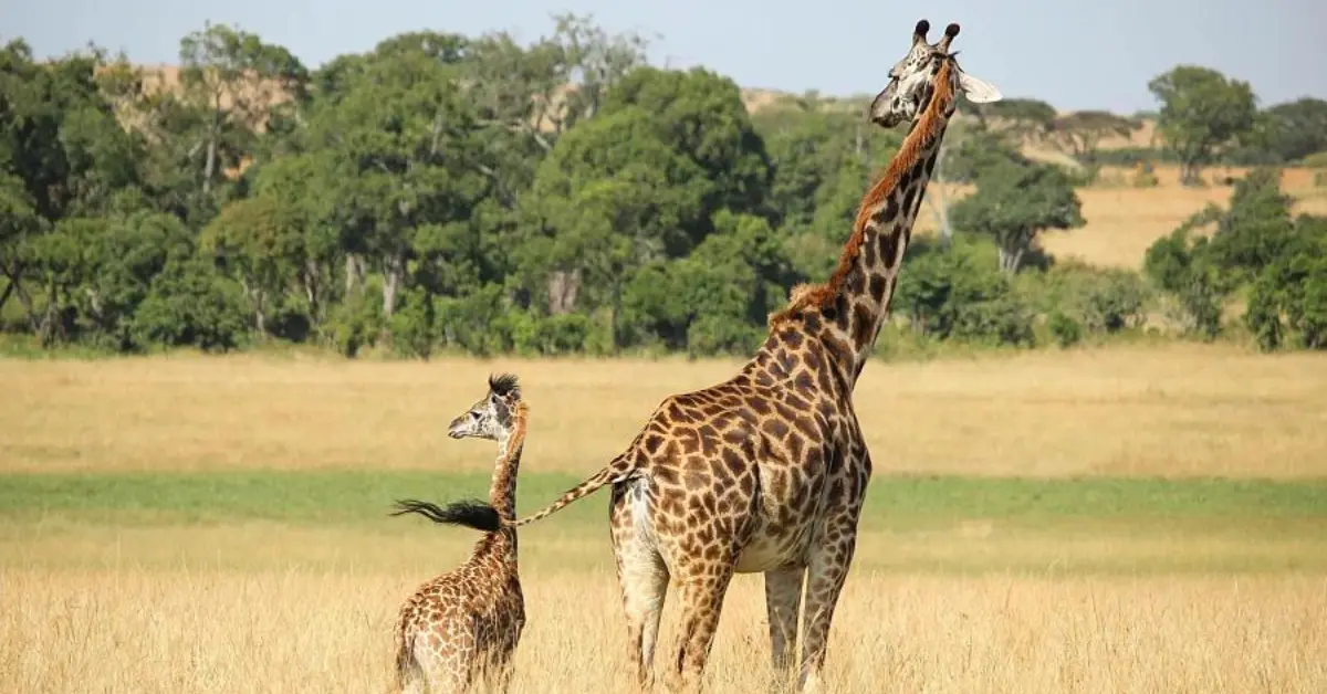 An adult giraffe and a baby giraffe standing in a grassy field with trees in the background. The baby giraffe is looking up at the adult, and both are facing away from the camera. The scene is set in a sunny, open savannah.