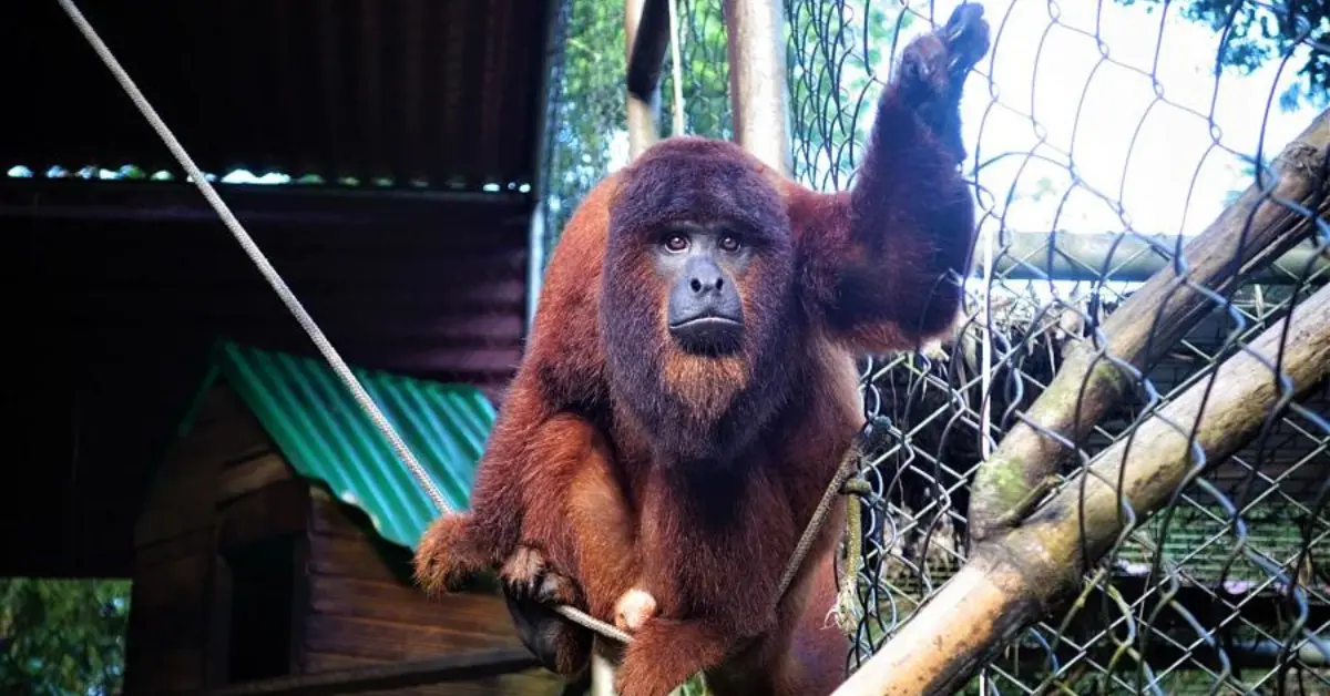 A brown howler monkey is perched on a rope inside an enclosure, with one arm raised and gripping the wire mesh. The background shows a green-roofed wooden structure and some trees, indicating a zoo or sanctuary setting. The monkey's expressive face is looking directly at the camera.