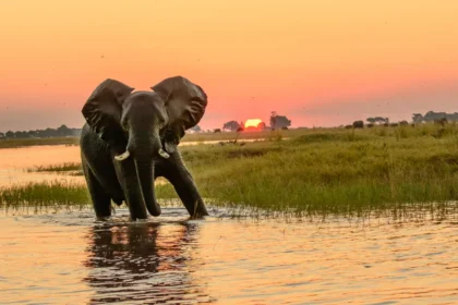 botswana african safari