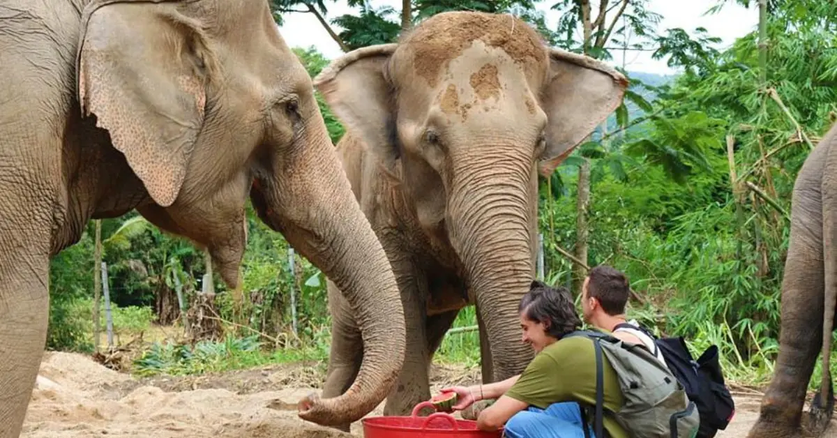 Two people sitting on the ground feeding three elephants in a lush, green environment. The individuals are smiling and appear to be enjoying the interaction. The elephants are reaching out with their trunks towards a red bucket held by one of the people. The scene suggests a wildlife sanctuary or an elephant conservation area.