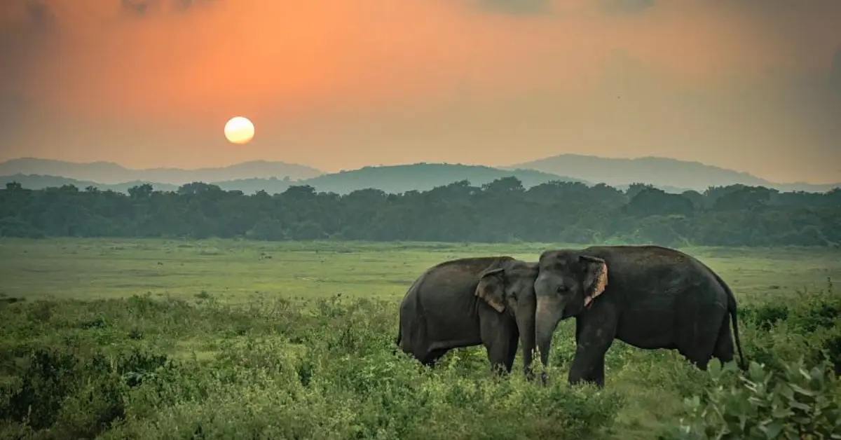 Many young people enjoy volunteering abroad at elephant wildlife conservation projects, contributing to the protection and care of these majestic animals. The image shows two elephants standing close together in a lush green field with a beautiful sunset in the background, highlighting the serene and rewarding environment where volunteers often work.