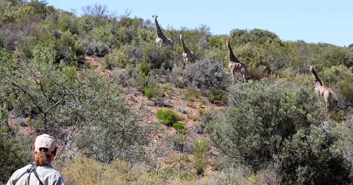 A person wearing a hat and backpack observes four giraffes walking through a hilly, bushy landscape. The giraffes are partially hidden among the green shrubs and trees, with a clear blue sky overhead.