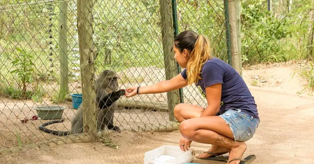 A woman crouching down and feeding a monkey through a chain-link fence in an outdoor enclosure. The woman is wearing a blue T-shirt and denim shorts, and the monkey is reaching out to take the food. The enclosure is surrounded by greenery, and there are bowls and other items inside the monkey's area. The scene suggests a wildlife sanctuary or rehabilitation centre.