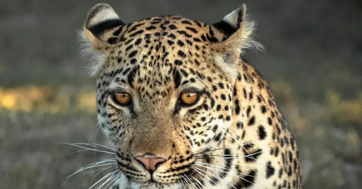 A close-up of a leopard with striking golden eyes and a detailed spotted coat. The leopard's ears are perked up, and its whiskers are prominent. The background is blurred, highlighting the leopard's intense gaze and facial features.