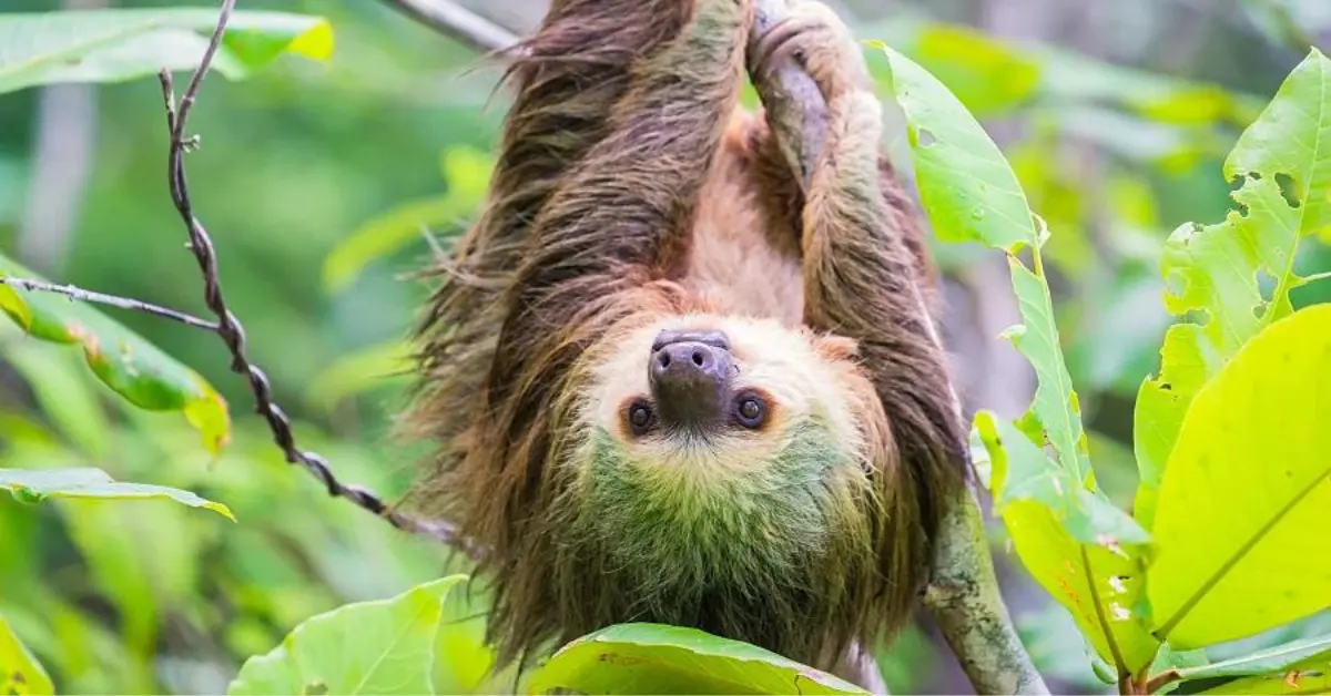 A sloth hanging upside down from a tree branch in a lush, green forest. The sloth's face is visible, with a relaxed and content expression. Surrounding the sloth are vibrant green leaves, indicating a healthy and thriving natural environment. The image captures the slow and peaceful nature of the sloth in its habitat.