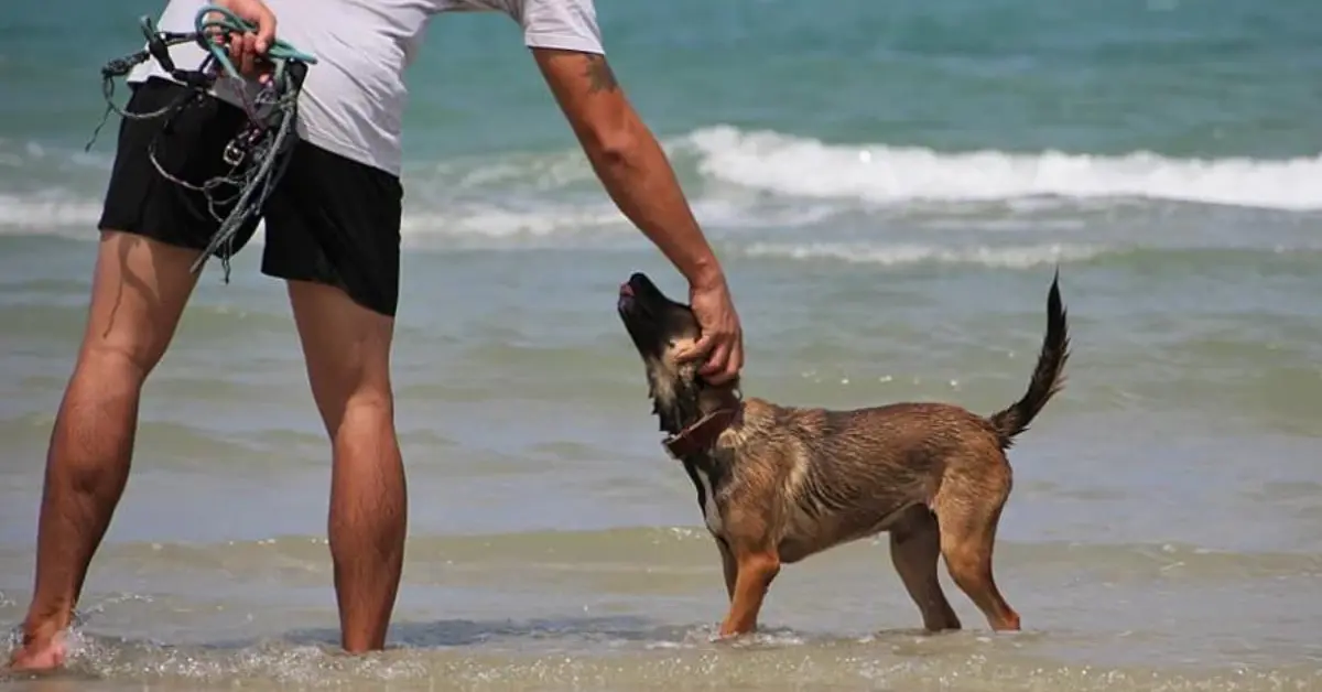 A volunteer standing in shallow ocean water, gently petting a street dog on the head. The dog appears happy and relaxed, enjoying the attention. The volunteer is holding a bundle of ropes and leashes, indicating involvement in rescue and rehabilitation work. The background features the calm sea and a clear sky, suggesting a coastal location in Thailand. The image captures the rewarding experience of participating in street dog rescue and rehabilitation volunteer work in Thailand.