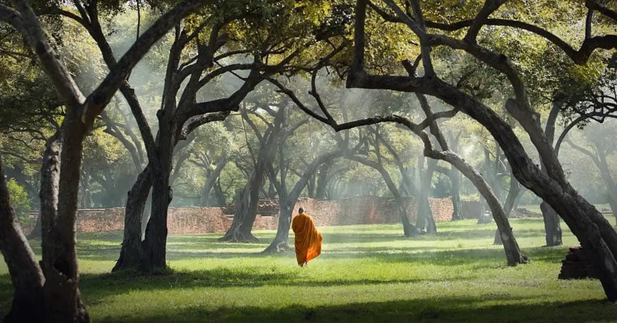 A solitary monk in an orange robe walking through a serene forest with tall, arching trees. Sunlight filters through the branches, casting dappled light on the grassy ground. In the background, there is an ancient brick wall, adding a sense of history and tranquillity to the scene.