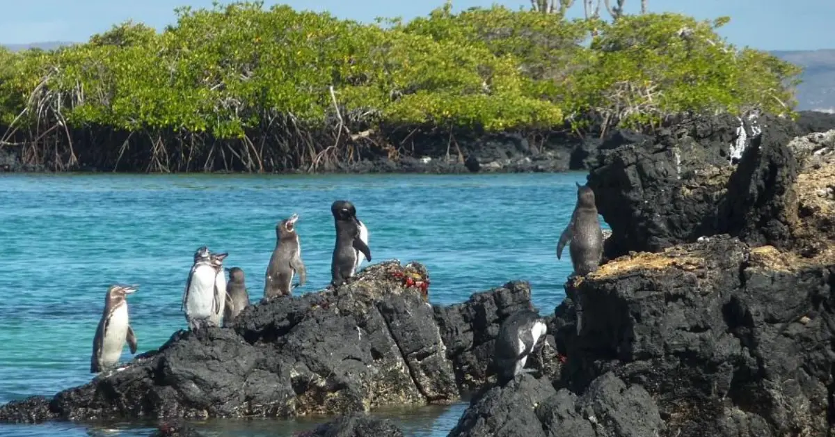 A group of penguins standing on black volcanic rocks by the edge of clear blue water. The background features lush green mangroves and a bright sky, suggesting a tropical coastal environment. The penguins appear to be interacting with each other, with some looking out towards the water.