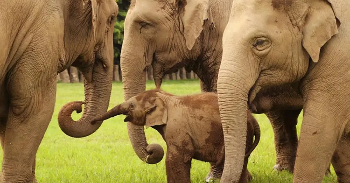 A baby elephant standing in a grassy field, surrounded by three adult elephants. The adults are gently touching the baby with their trunks, creating a protective and nurturing circle. The scene conveys a sense of family and care within the elephant group, set against a backdrop of lush greenery.