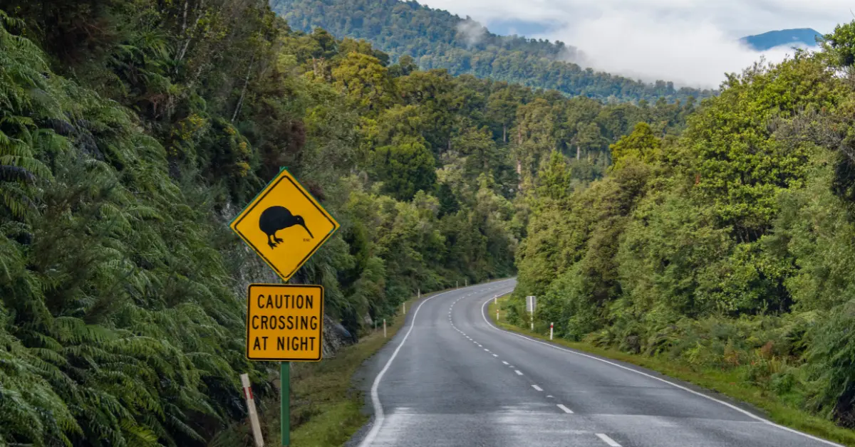 A winding road through a lush, green forest with a yellow road sign featuring a black silhouette of a kiwi bird and a cautionary message below it reading "CAUTION CROSSING AT NIGHT." The background includes rolling hills and mist-shrouded mountains, creating a picturesque and tranquil scene.